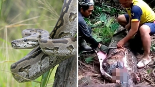 VIDEO: Massive 16-Feet Python Swallows Woman Whole In Indonesia